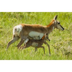 South Dakota, Custer SP Pronghorn with its fawn