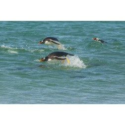 Sea Lion Island Gentoo penguins porpoising