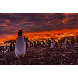 Sea Lion Island Gentoo penguin colony at sunset
