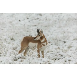 SD, Custer SP pronghorn in snow-covered field