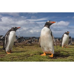 Falkland Islands, Bleaker Island Gentoo penguins