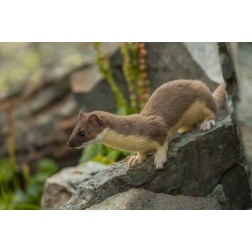 Colorado, San Juan Mts, Short-tailed weasel