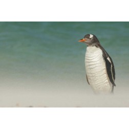 Bleaker Island Gentoo penguin on the beach