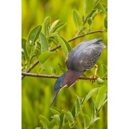 USA, Florida Green heron hunting from a branch