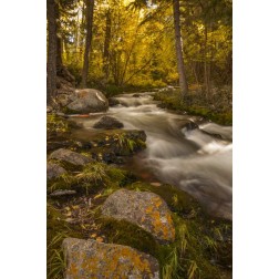 USA, Colorado Autumn colors on Crestone Creek
