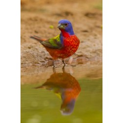TX, Hidalgo Co, Male Painted bunting reflected