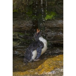 Saunders Island Rockhopper penguin bathing
