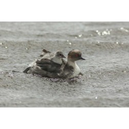 Sea Lion Island Silvery grebe with chick on back