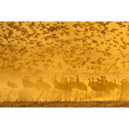 New Mexico Sandhill cranes and snow geese in fog