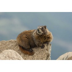 CO, San Juan Mts Yellow-bellied marmot on rock