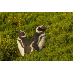 Carcass Island Magellanic penguins