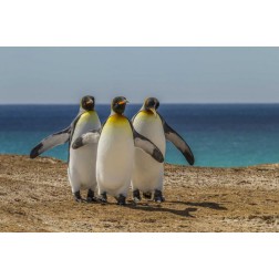 East Falkland, Volunteer Point King penguins