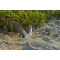 Ecuador, Galapagos, Blue-footed booby displaying