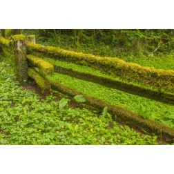 USA, California, Redwoods NP Moss-covered fence