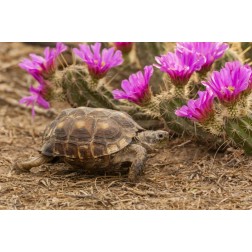 TX, Berlandiers tortoise and strawberry pataya