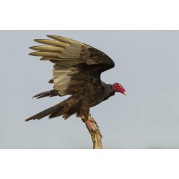 Texas, Hidalgo County Turkey vulture on stump