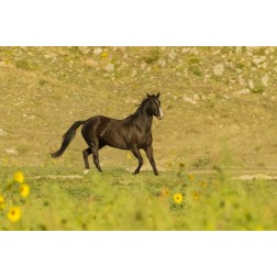 South Dakota, Wild Horse Sanctuary Wild horse