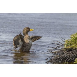 Sea Lion Island Speckled teal duck in water