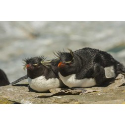 Sea Lion Island Rockhopper penguins resting