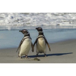 Sea Lion Island Magellanic penguins on beach
