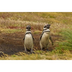Sea Lion Island Magellanic penguins