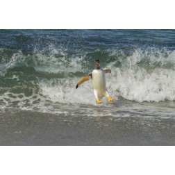 Sea Lion Island Gentoo penguin surfing on shore