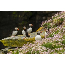 Scotland, Shetland Islands Atlantic puffins