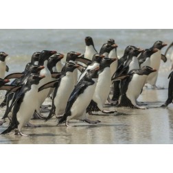 Saunders Island Rockhopper penguins returning