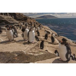 Saunders Island Rockhopper penguins on cliff