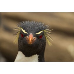 Saunders Island Rockhopper penguin portrait