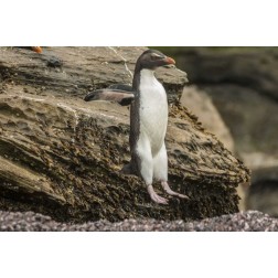 Saunders Island Rockhopper penguin hopping