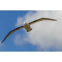 Saunders Island Black-browed albatross in flight