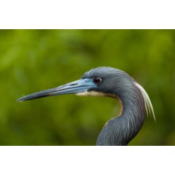Florida Tri-colored herons head
