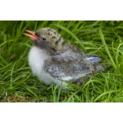 Europe, England, Farne Islands Arctic tern chick