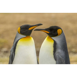 East Falkland Pair of king penguins