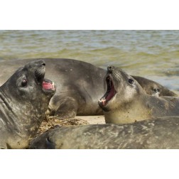 Carcass Island Southern elephant seals arguing