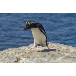 Bleaker Island Rockhopper penguin hopping