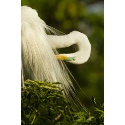 USA, Florida Great egret preening