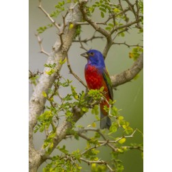 TX, Hidalgo Co Painted bunting in thorny tree
