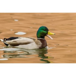 USA, New Mexico Male mallard duck in water