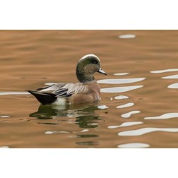 USA, New Mexico American widgeon duck in water