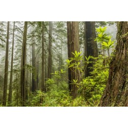 USA, California, Redwoods NP Foggy forest