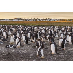 Sea Lion Island Gentoo penguins colony