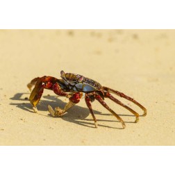Ecuador, Galapagos NP Sally light foot crab