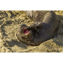 CA, Piedras Blancas Elephant seal yawning