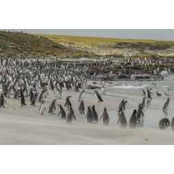 Bleaker Island Magellanic and Gentoo penguins