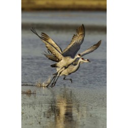New Mexico Two Sandhill cranes taking flight