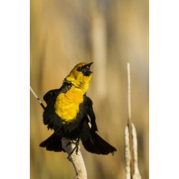 CA, Tule Lake NWR Yellow-headed blackbird