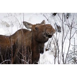 USA, Alaska Female moose browsing on a branch
