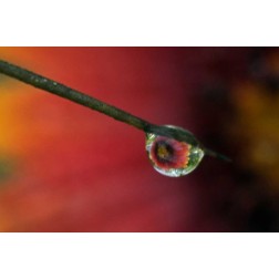 TX, McMullen Co, Flower reflected in water drop